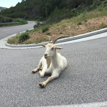 Villa Marina - Exceptional Sea View Ruppione - By Tgb